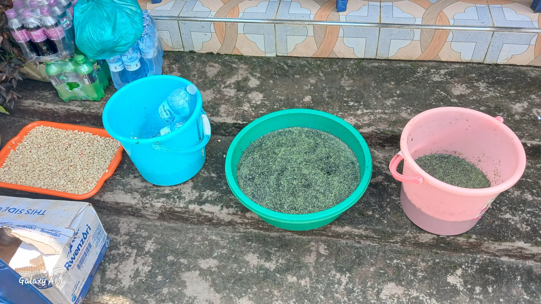 Azolla and hydroponic samples