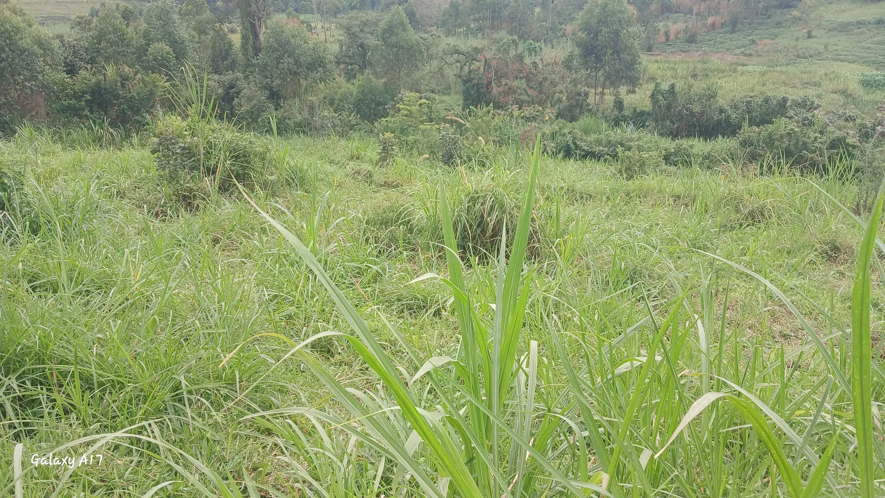 Pasture on farm
