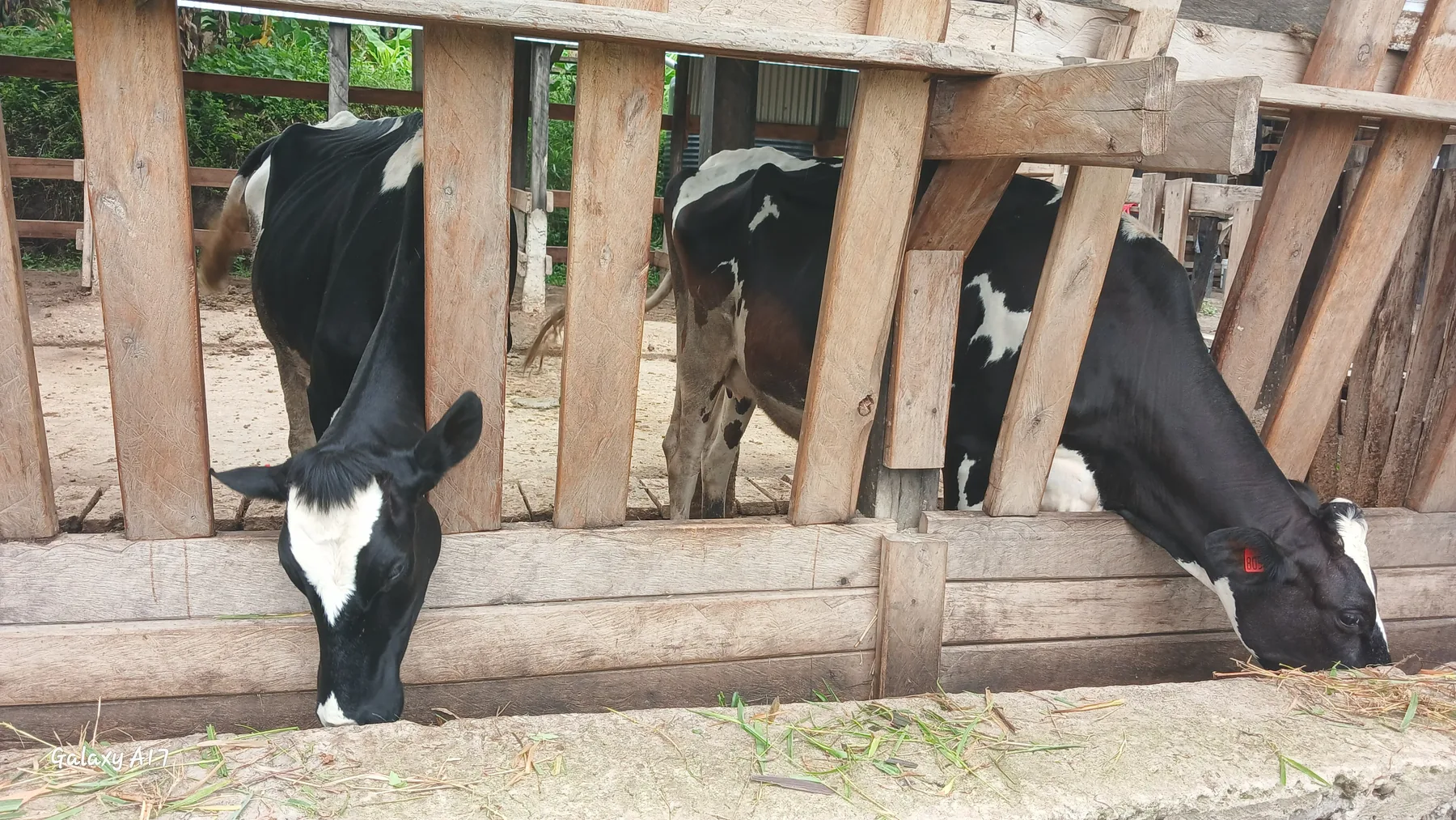 Dairy cattle feeding
