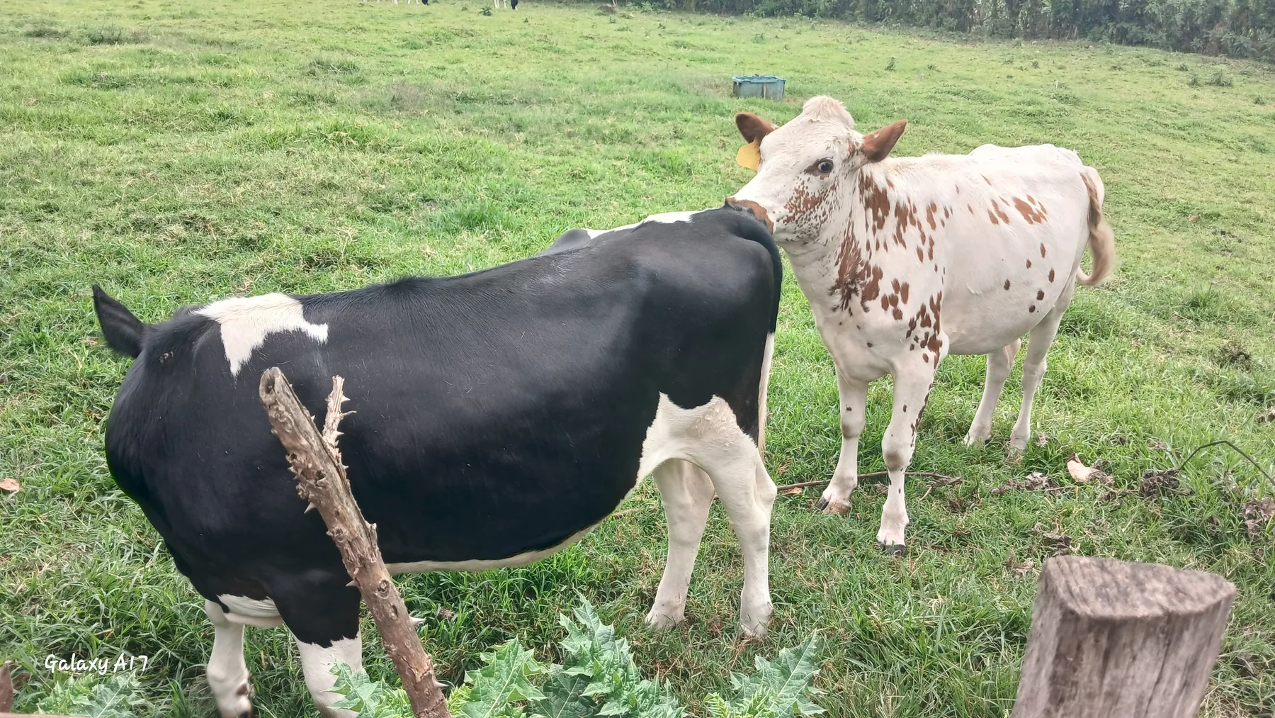 Dairy cattle on farm